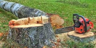 Best Tree Risk Assessment  in Lufkin, TX