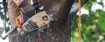 Best Tree Removal  in Lufkin, TX