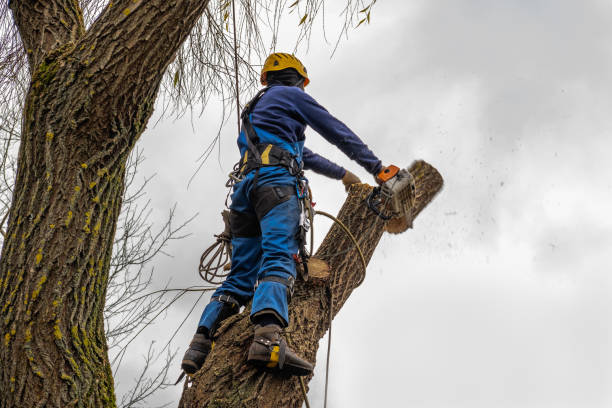 Best Tree Cabling and Bracing  in Lufkin, TX