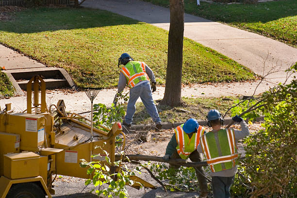 Best Lawn Seeding  in Lufkin, TX