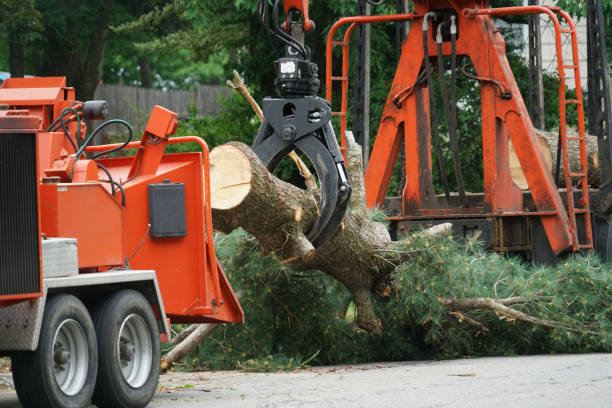 Best Grass Overseeding  in Lufkin, TX