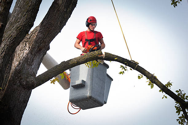 Best Root Management and Removal  in Lufkin, TX